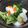 tokotann's cooksnap of when they made イカとブロッコリーの中華炒め.