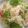 sonop's cooksnap of when they made ブロッコリーのサラダ.