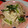 のんうさお's cooksnap of when they made 簡単おかず❤豚肉&小松菜のゆず胡椒炒め.