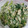 さいさいさいか's cooksnap of when they made 春菊とツナのマヨネーズ和え.