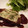 YOU★DA's cooksnap of when they made 簡単！とんかつアレンジ(ミラノ風).