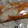 うぱぱ☆'s cooksnap of when they made すし酢で簡単、大根と柿の酢の物！.