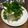 いじゅむ's cooksnap of when they made パクチーの冷や奴.
