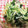 クック2HGI0H☆'s cooksnap of when they made さっぱり☆もやしの酢の物.