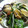 maruru-nn's cooksnap of when they made もやしとあさりの生姜炒め.