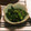 むらんぼー's cooksnap of when they made 菜の花の柚子胡椒和え.
