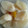 カポトラ's cooksnap of when they made 秋田の伝統　大根のなた漬け.