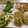 こまたんこまたん's cooksnap of when they made レンコンとエビの落とし焼き.