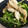 ◎あーたん◎'s cooksnap of when they made 簡単♪豆苗と舞茸の煮浸し.