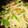 クック9JR0DE☆'s cooksnap of when they made 簡単！じゃがいもとピーマンの中華炒め.