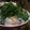 ビギナーにゃん's cooksnap of when they made 江ノ島のシラス丼，温泉玉子のっけ！.