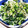 たぬぴぃ★'s cooksnap of when they made 大量消費にセロリとジャコのあっさり炒め.