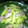 みるく大福's cooksnap of when they made ジャガイモと魚肉ソーセージ炒め.
