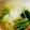 ★尚耶★'s cooksnap of when they made 簡単♪かぶと鶏肉のぽかぽか塩スープ.