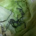 ma___111's cooksnap of when they made 丸ごとレタスのサッパリ塩昆布和え♪.