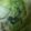 ma___111's cooksnap of when they made 丸ごとレタスのサッパリ塩昆布和え♪.