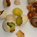 ﾍﾞﾋﾞよしﾏﾏ's cooksnap of when they made レンジで1分。銀杏。お摘まみに！.