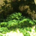 ☆xinfu☆'s cooksnap of when they made ★離乳食★【初期】白菜のダシ煮♫♬.