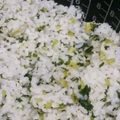 kiiyno's cooksnap of when they made 大根菜飯（だいこんなめし）.