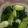 ごっちゅー！'s cooksnap of when they made 【和食】ほうれん草のお浸し.
