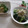 miyuki12's cooksnap of when they made ☆菜の花と生わかめとかなぎのぬた☆.