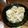 スケリントン's cooksnap of when they made 大根たっぷり手羽元のみぞれ煮.