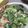 むるあかー's cooksnap of when they made 小松菜のフレンチマヨ和え.