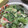 むるあかー's cooksnap of when they made 小松菜のフレンチマヨ和え.