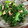 嫁〜ず☆なめがた子's cooksnap of when they made わさび菜とツナ缶の和え物.