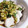 Naaako♪'s cooksnap of when they made 茹で鶏のたっぷりネギだれ.
