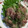 toujours＊'s cooksnap of when they made 夏に さっぱり！簡単 アジのなめろう.