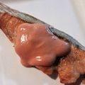 ☆佳恵☆'s cooksnap of when they made 鮭のムニエル・オーロラソース.