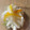 のりこ523's cooksnap of when they made 白菜の芯とゆずの甘酢漬け.