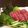 ちっくるーむ's cooksnap of when they made 牛肉のたたき～大人のわさびタレ～.