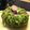★Ayan0311★'s cooksnap of when they made クリスマスリースな抹茶薩摩芋モンブラン★.