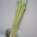 Yum!っﾁ's cooksnap of when they made ネギの育て方.
