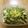 34☆39's cooksnap of when they made 長芋のさっぱり酢の物♪.