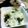 サンソン's cooksnap of when they made わかめと生姜入り炊き込みご飯.