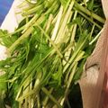 aska00a's cooksnap of when they made シャキッと水菜の保存方法☆.