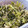 Ericats★'s cooksnap of when they made ごはんの友♪かぶの葉とじゃこの炒め物♪.