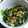 あゆたっくん's cooksnap of when they made 簡単！素朴なきゅうり＆わかめの酢の物♫.