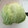 クックはなん☆'s cooksnap of when they made レタスの保存方法＊.