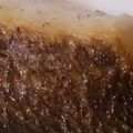 ytaka5's cooksnap of when they made 鯛のムニエル　簡単直ぐ出来る.
