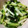 にぃもちゃん's cooksnap of when they made めちゃ旨！！胡瓜と長芋のナムル.