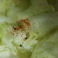 ma___111's cooksnap of when they made ﾚﾀｽだけのピリ辛ｻﾗﾀﾞ.
