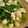 クックQNOM99☆'s cooksnap of when they made 小松菜・油揚げ・麩の煮物.