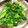 まさまさといちご's cooksnap of when they made 菜の花の中華風和え物.