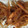 クックWENNK2☆'s cooksnap of when they made エビの素揚げ.