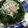 ANASYO's cooksnap of when they made 買った鰹のたたきの我が家風アレンジ。.