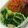 なごみっと's cooksnap of when they made チンゲン菜と玉ねぎのナムル.